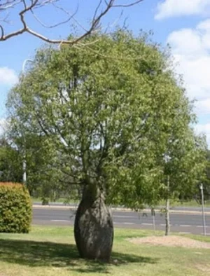 Brachychiton-Rupestris.jpg
