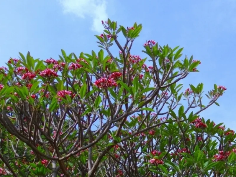 plumeria-332436_1920.jpg