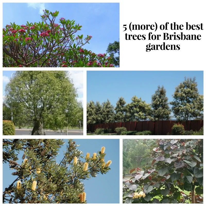 5 (more) of the best trees for Brisbane gardens
