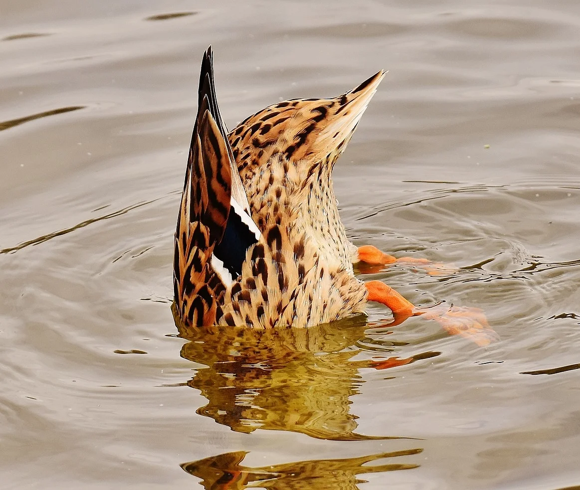 Pool Design - Location