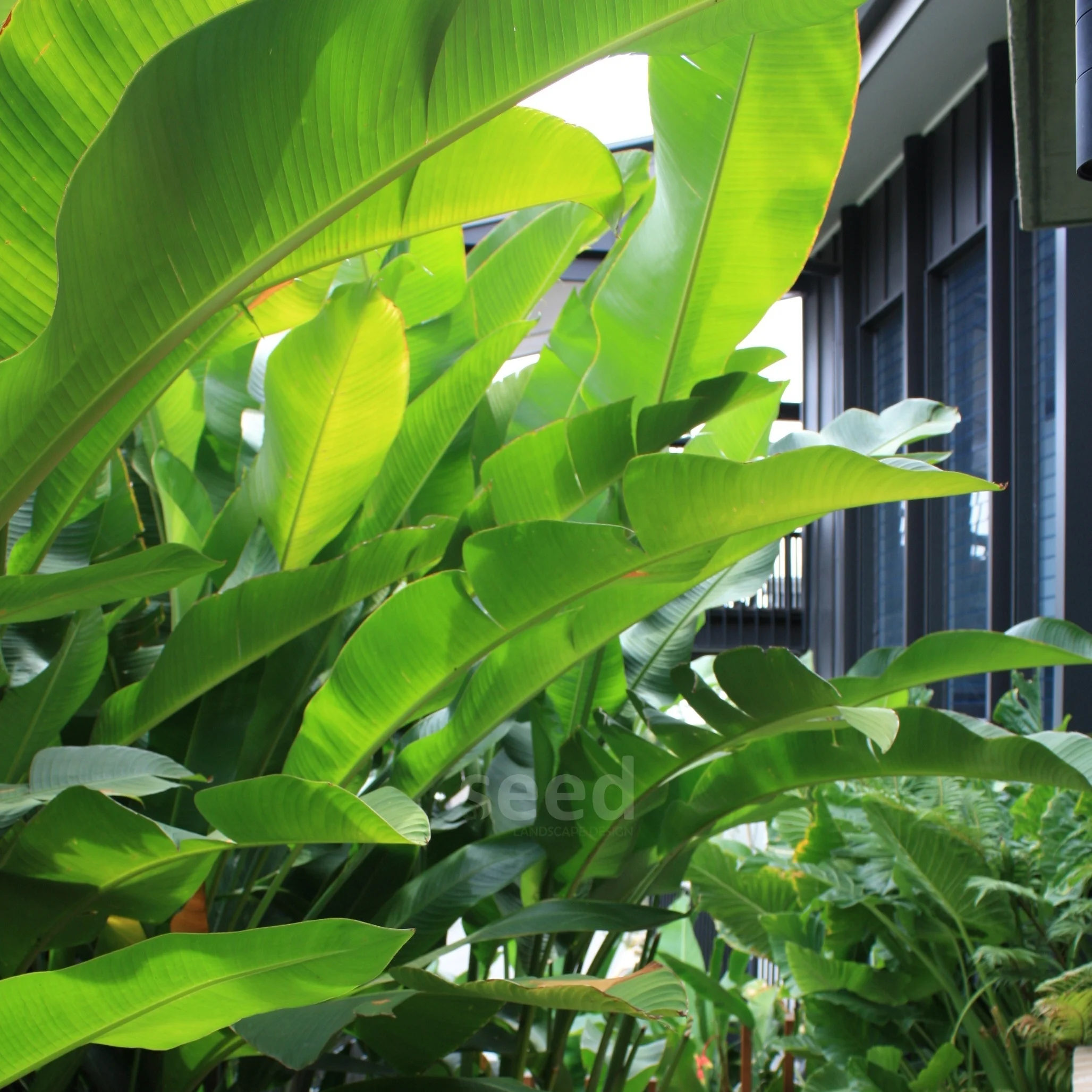 Tall clusters of broad leaf plants create privacy from the neighbours in high density living while also keeping the property cool in the summer heat