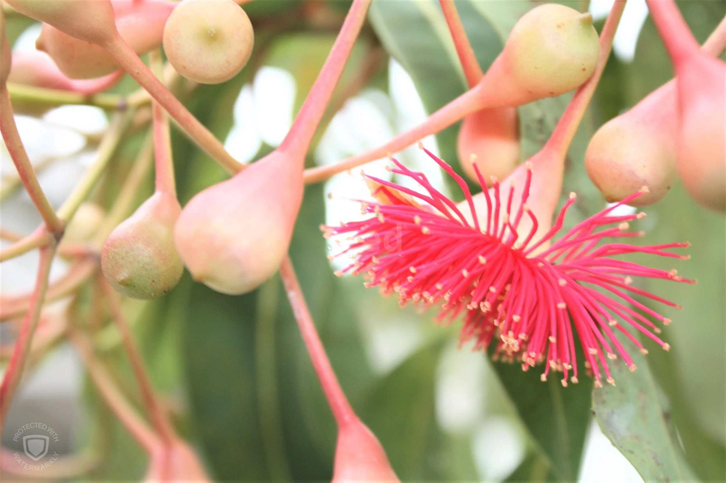 Eucalyptus Summer Beauty presents a stunning display at the front gate. Talk about 1st impressions!