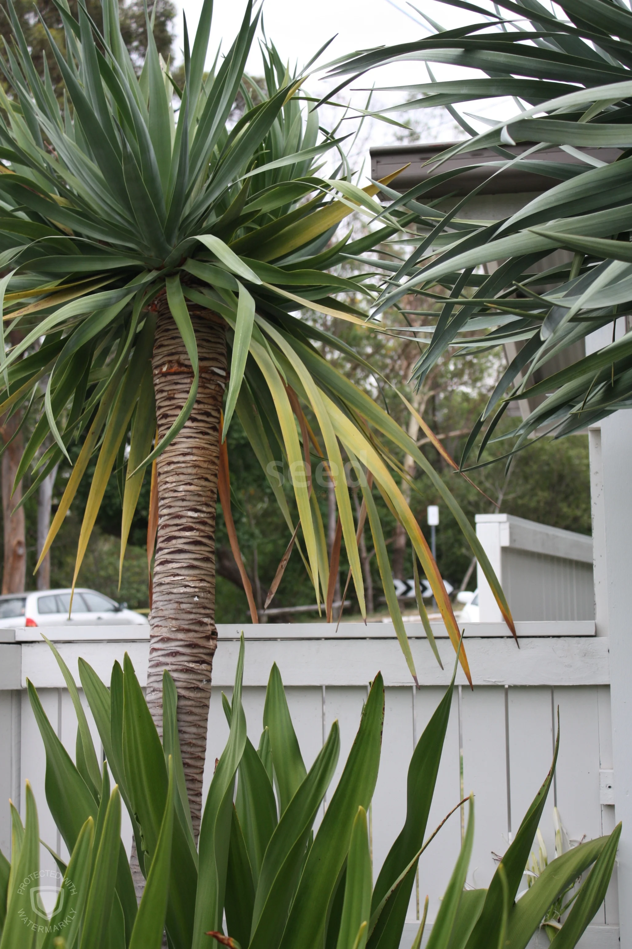Dragon Trees contrast beautifully against the white picket fence providing an architectural, formal line, in keeping with the design aesthetic.