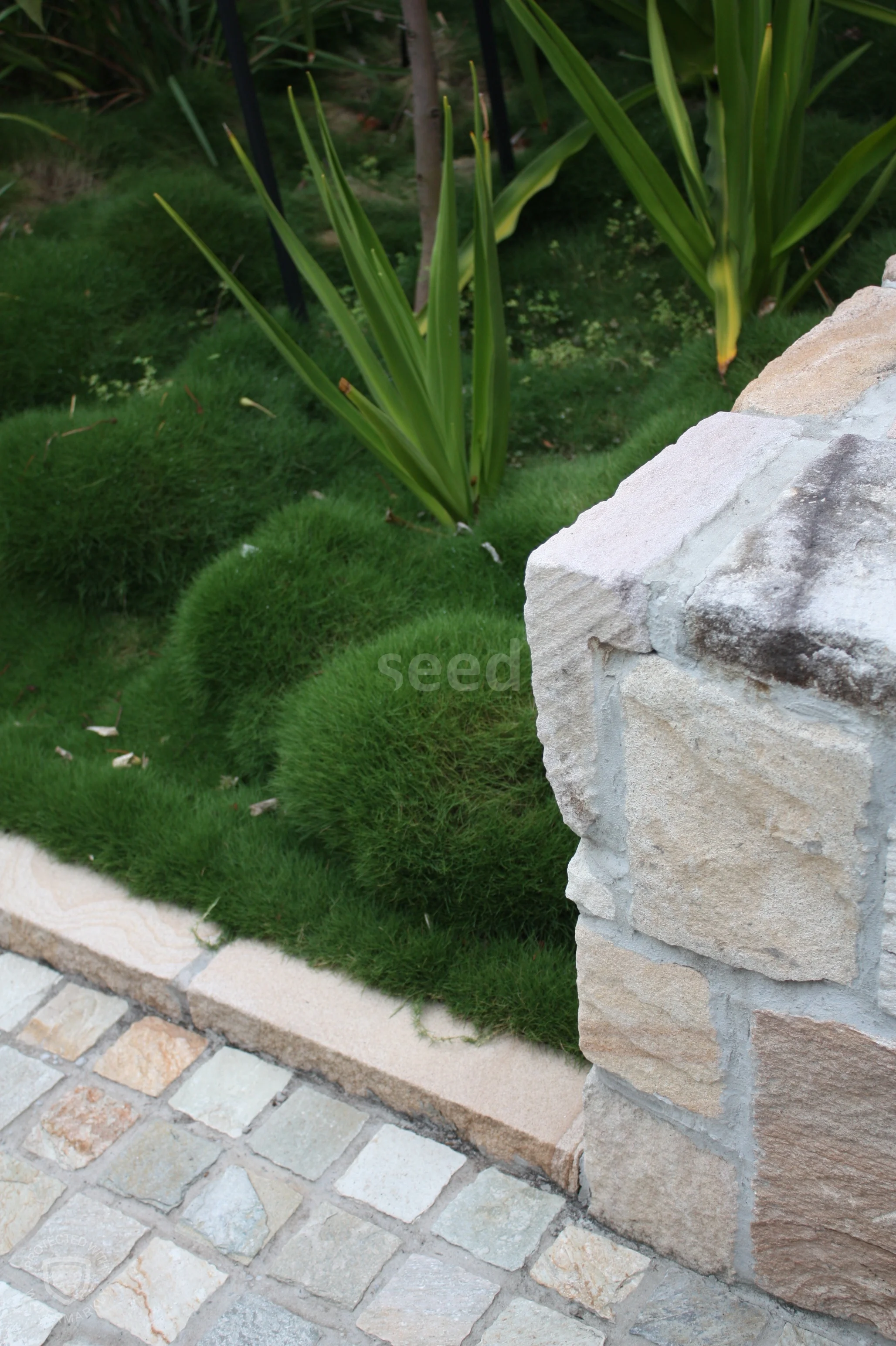 Zoyzia Grass (aka Korean grass) is a lush alternative for a low level plant that retains a manicured look.