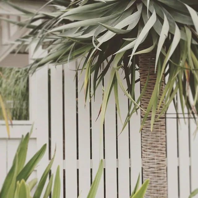 Simple colours with dragon tree #seedlandscapedesign #brisbanelandscapedesign