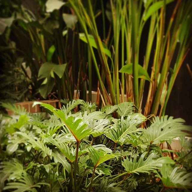 Lush planting to boundary #seedlandscapedesign #brisbanesubtropicalplanting #gardenisajungle