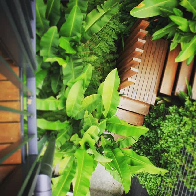 Stairs hidden in urban jungle #seedlandscapedesign  #difficultaccess #subtropicalplants