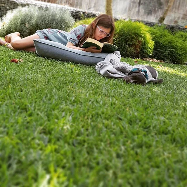 Welcome our newest team member, Scout the German Shorthaired Pointer. #brisbanegsp