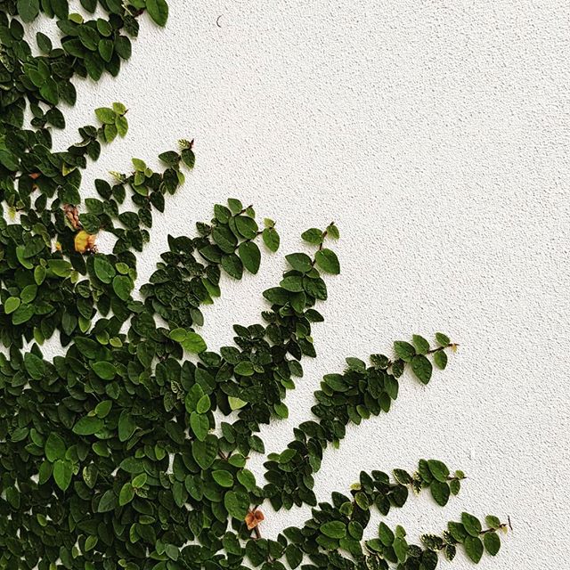 No trellis needed for the climbing fig #seedlandscapedesign #brisbanelandscapedesign #greenwalls