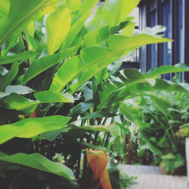 Subtropical plants as screen #seedlandscapedesign  #brisbaneplantchouces #newfarmdesign