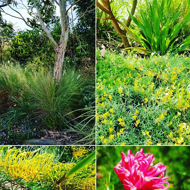 A native garden for local wildlife. Food, shelter and water, all the ingredients for a sustainable  sanctuary.  #seedlandscapedesign #nativeplanting #birdattractingplants