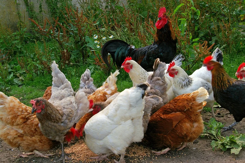 chickens-874507_960_720.jpg