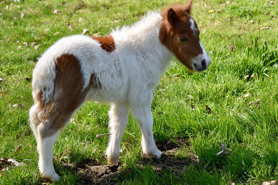 shetland-pony-4090113_960_720.jpg