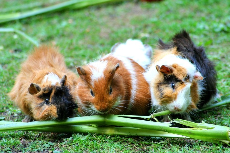 guinea-pig-208438_960_720.jpg