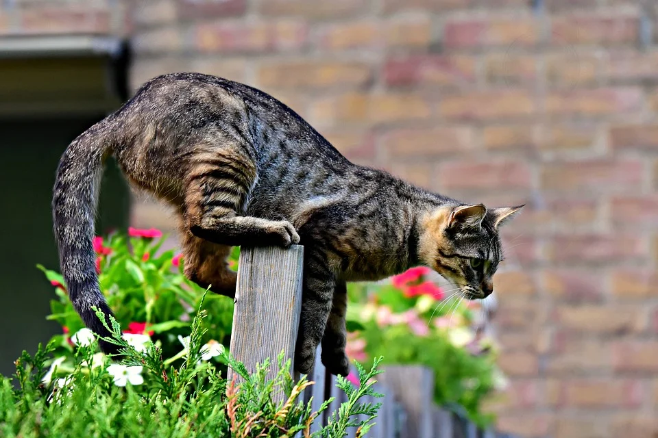 cat-3652662_960_720.jpg