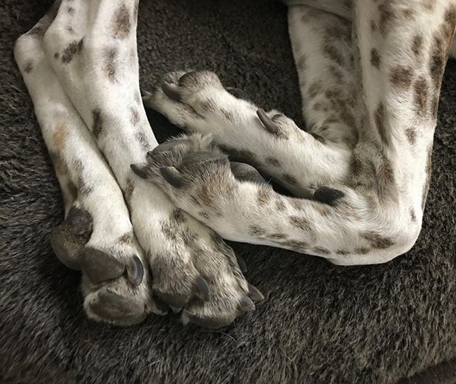 Lazy dog