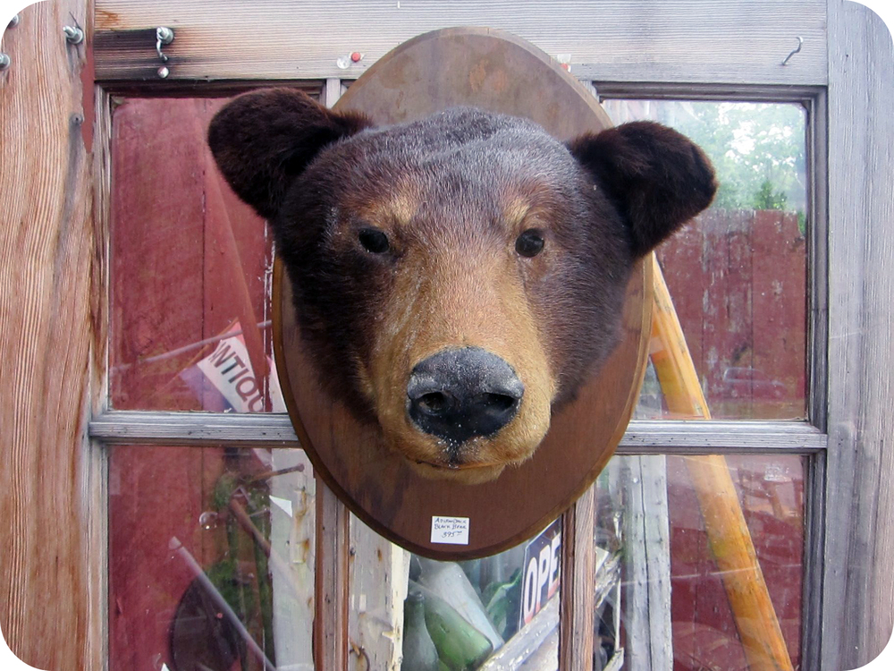 bear head.jpg