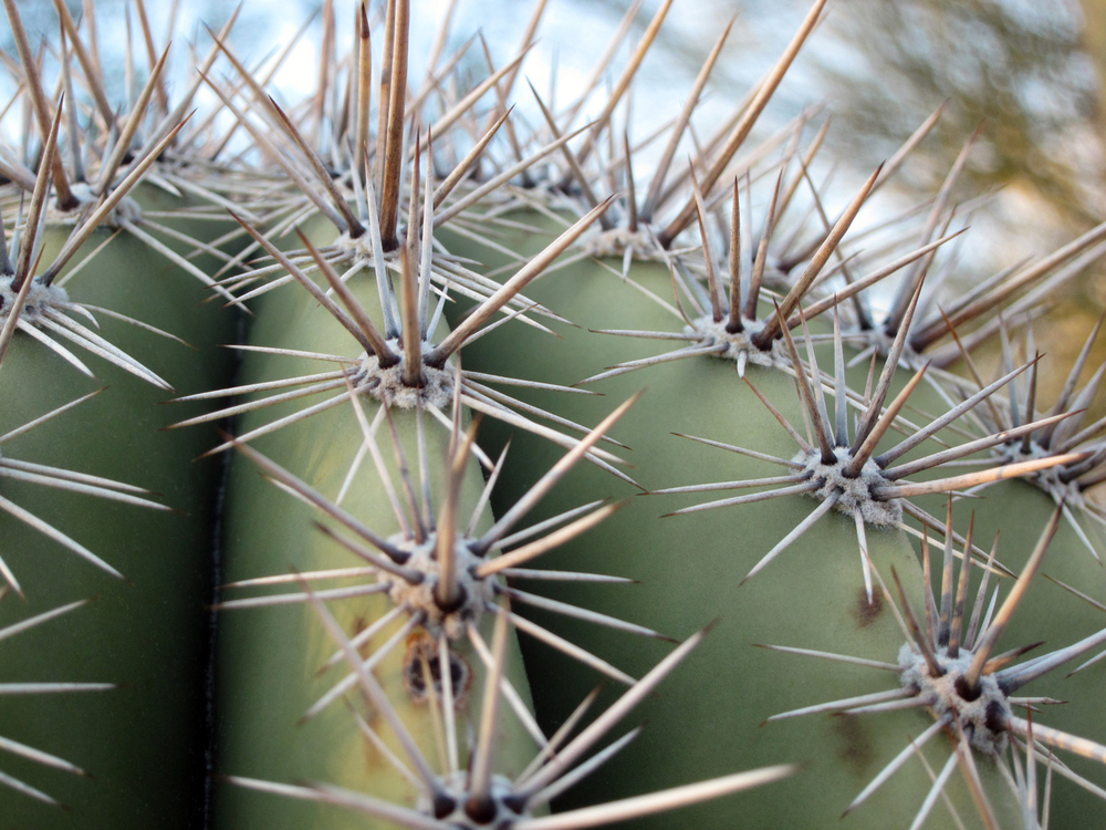  ​Tucson's natural texture, a cacti's spikes! Sharp!! 