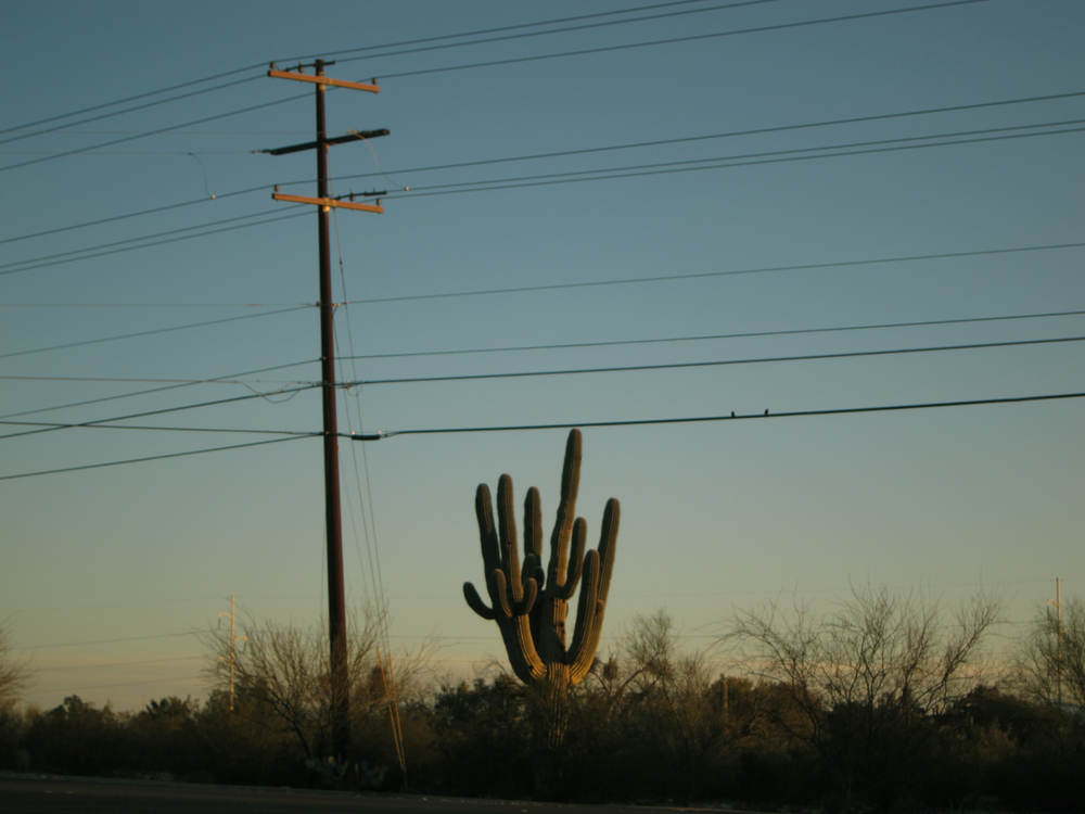  ​The Tucson landscape—cactus in the setting sun. 