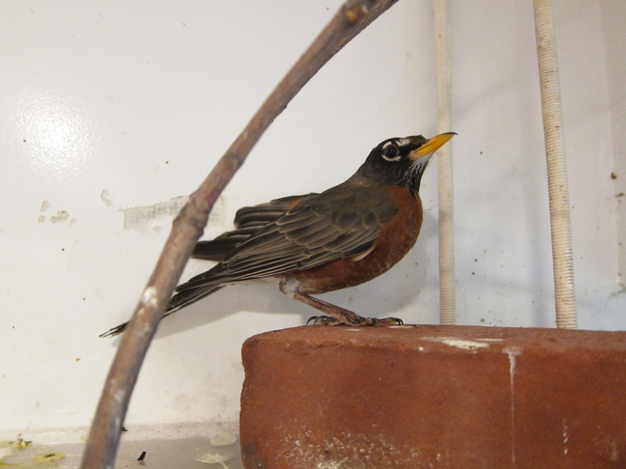  ​Here's a robin just about ready to be released. 