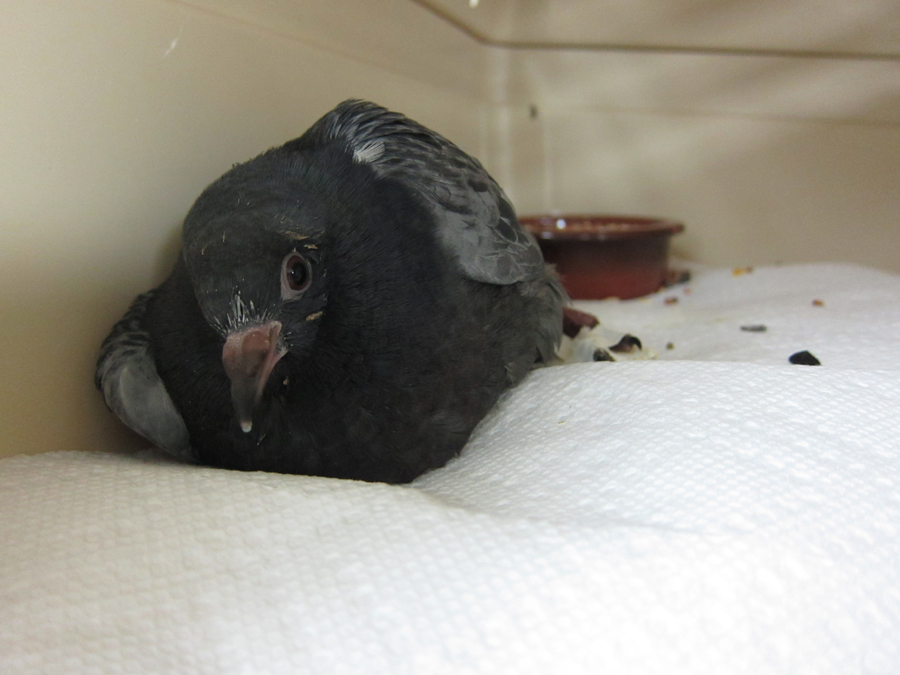  ​This pigeon is named Elsa after the kind pedestrian who brought her into the center. She had a tear in her chest and needed sutures. 
