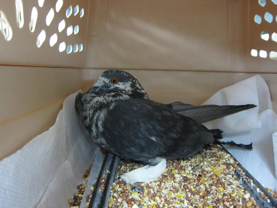 George here needed a splint on his foot—his left Tibiotarsus is broken.