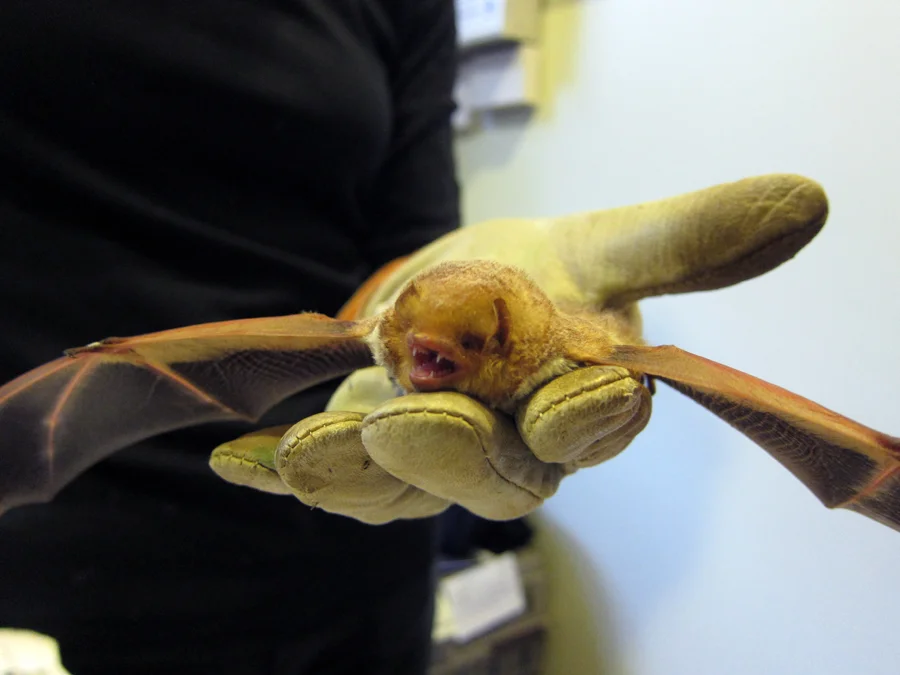 Not a happy camper this little brown bat.