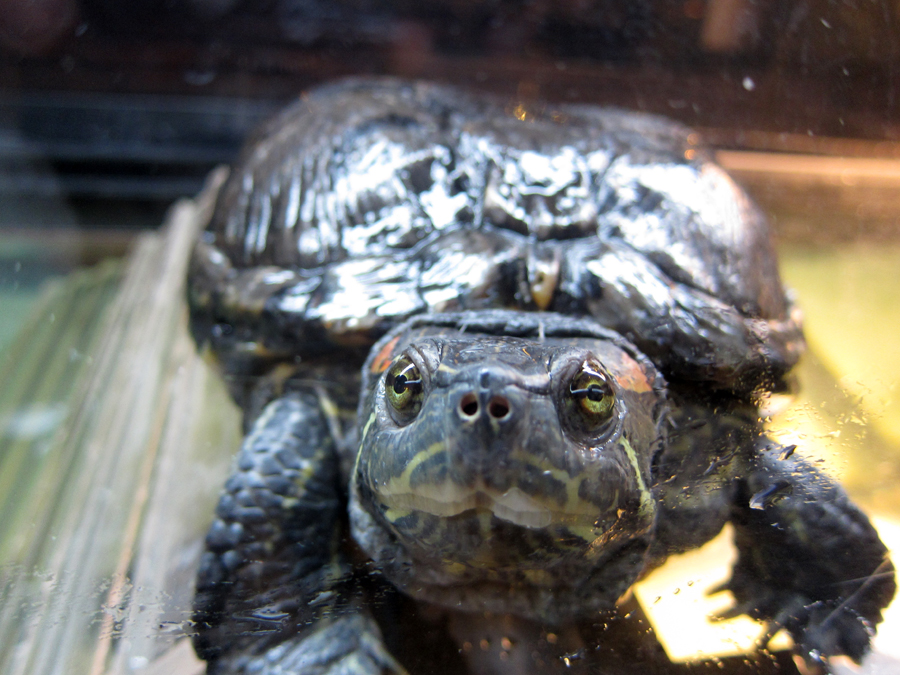  ​This red-ear slider turtle is about 80 years old! She's been passed down for 3 generations within a family.&nbsp; 