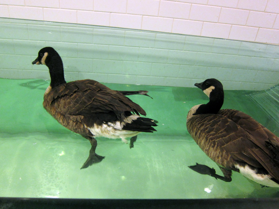  ​A pair of geese getting some exercise in the water fowl swimming tub at the center. 