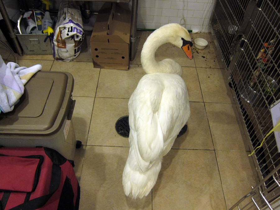  ​A swan waiting patiently for a clean cage. 