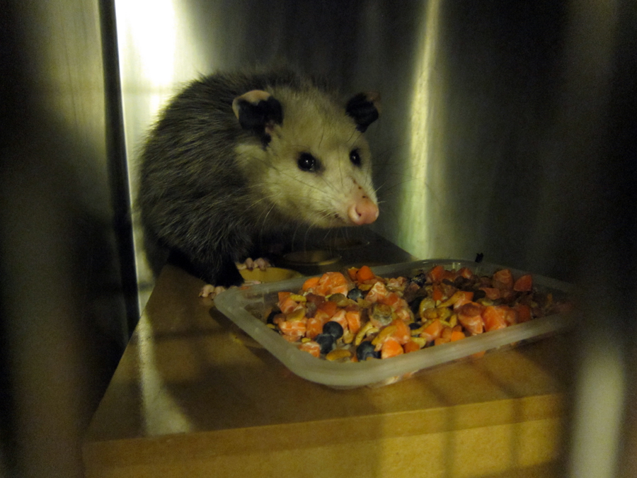  ​A opossum sits behind a plate of yummy food. 