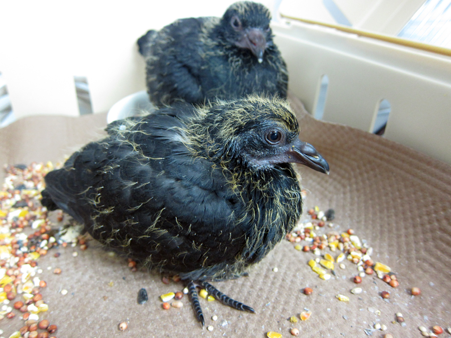  ​Cute chirping baby pigeons. 