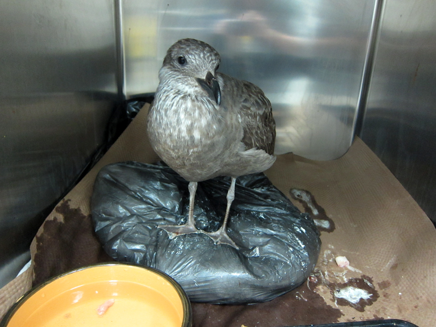  ​A curious gull. 