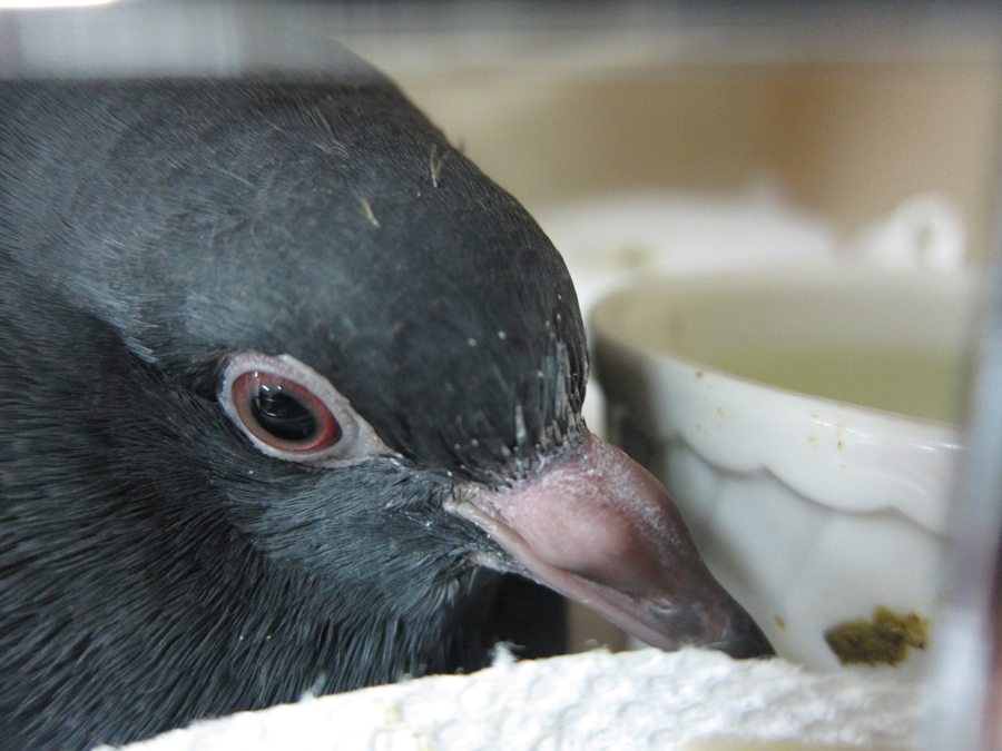  ​A injured pigeon lays comfortably and safely in a cage with food and water.  