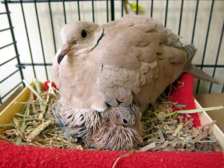This morning dove and her mate hid a egg from the staff at the center and new resident hatched!