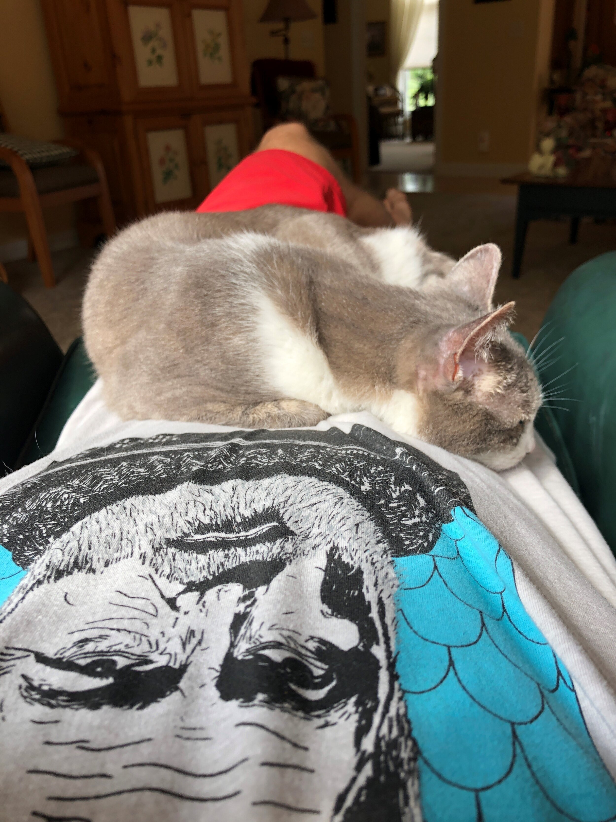 lap.jpg