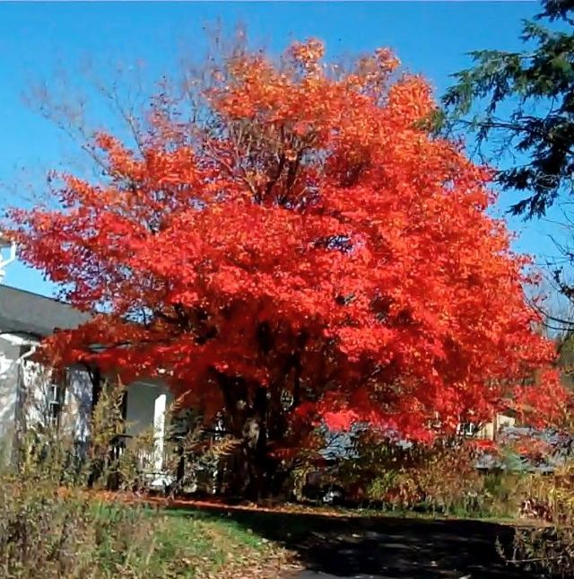 fall vibrant.jpg
