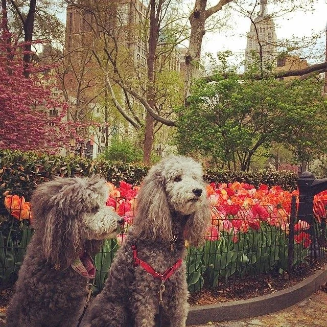 5 poodles tulips.jpg