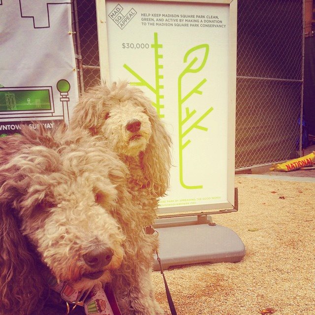 #nycpoodles supporting #MadSqAppeal Madison Square Park Conservancy