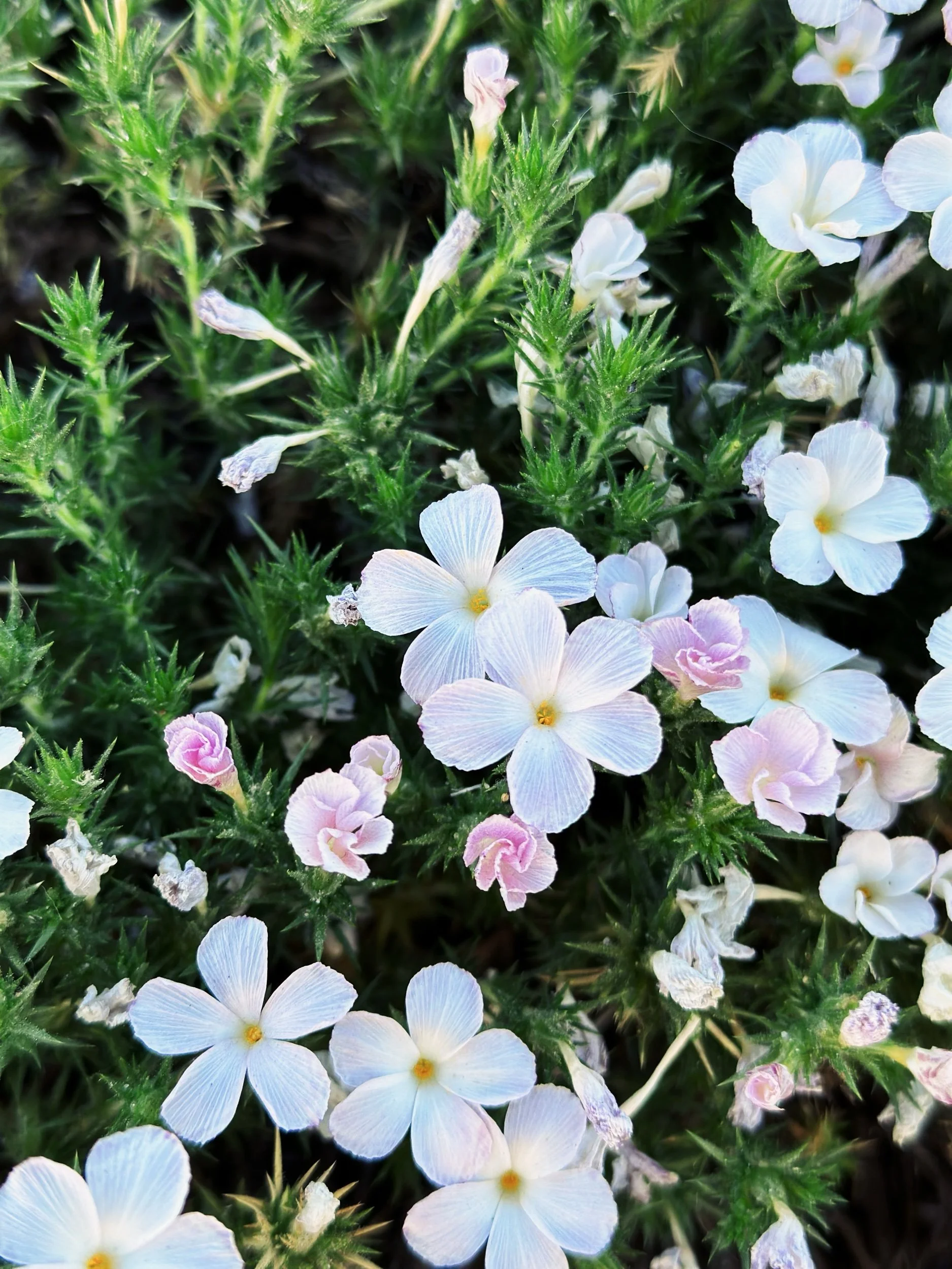 Opposition Letter to The Board of Parole