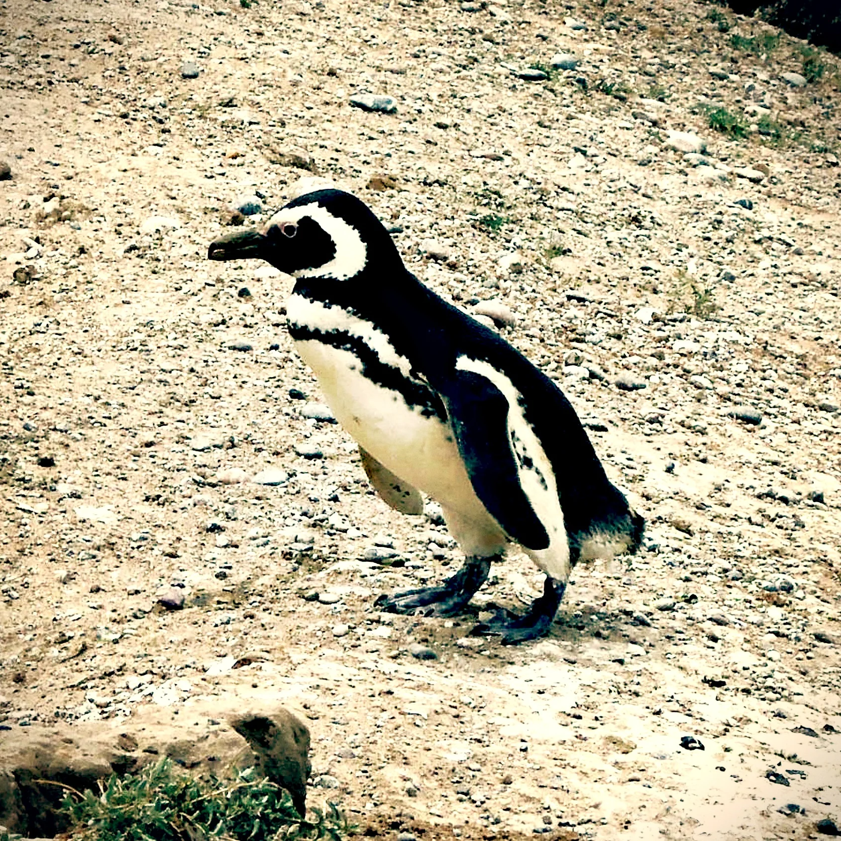 Peninsula de Valdés