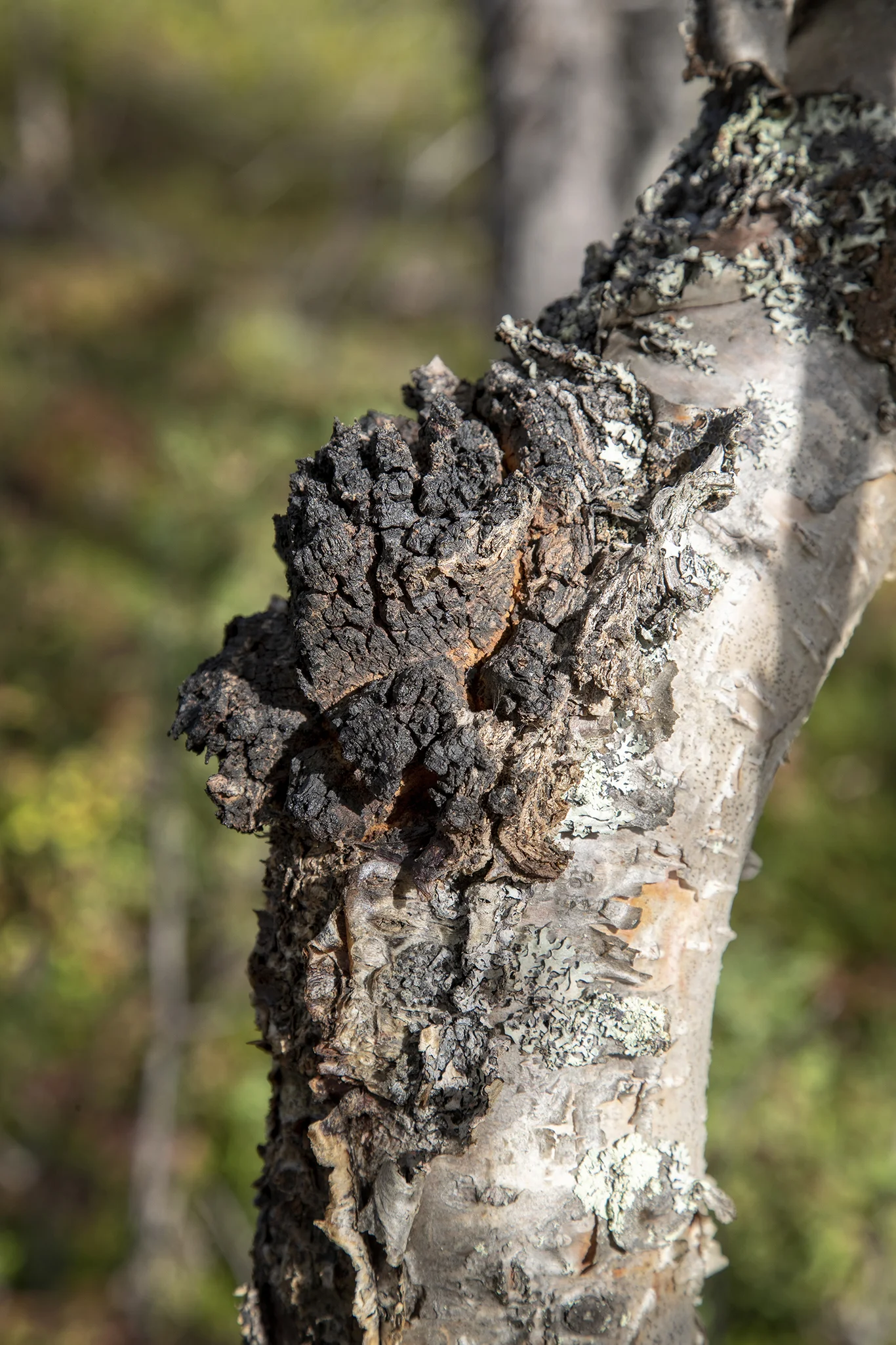 chaga03.jpg