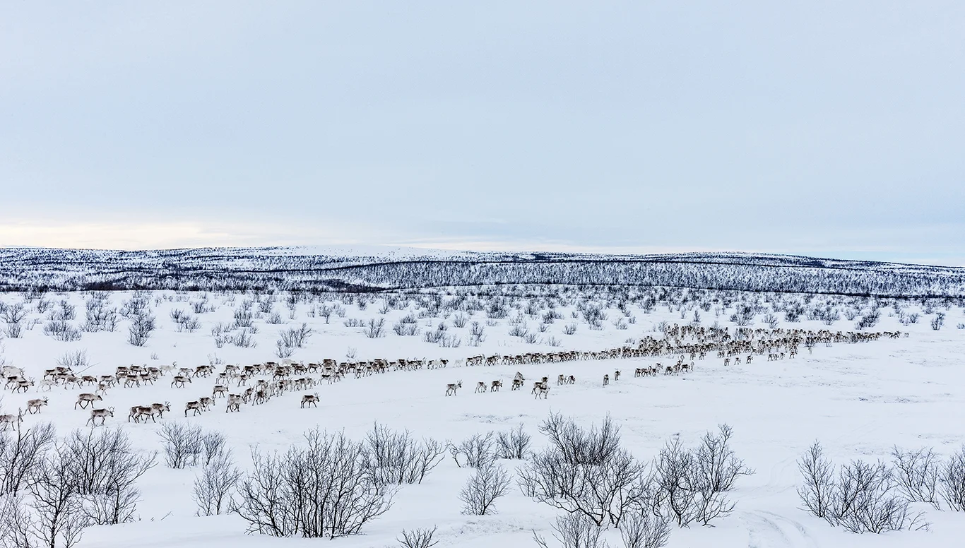 Reindrifta bruker 1000-årsbriller. - Det kan være tungrodd, men vi tenker i evigheter. I fremtiden vil vi også trenge mat, og ingen annen matprodusent kan drive lenge midt på vidda, sier Finnmark Rein.
