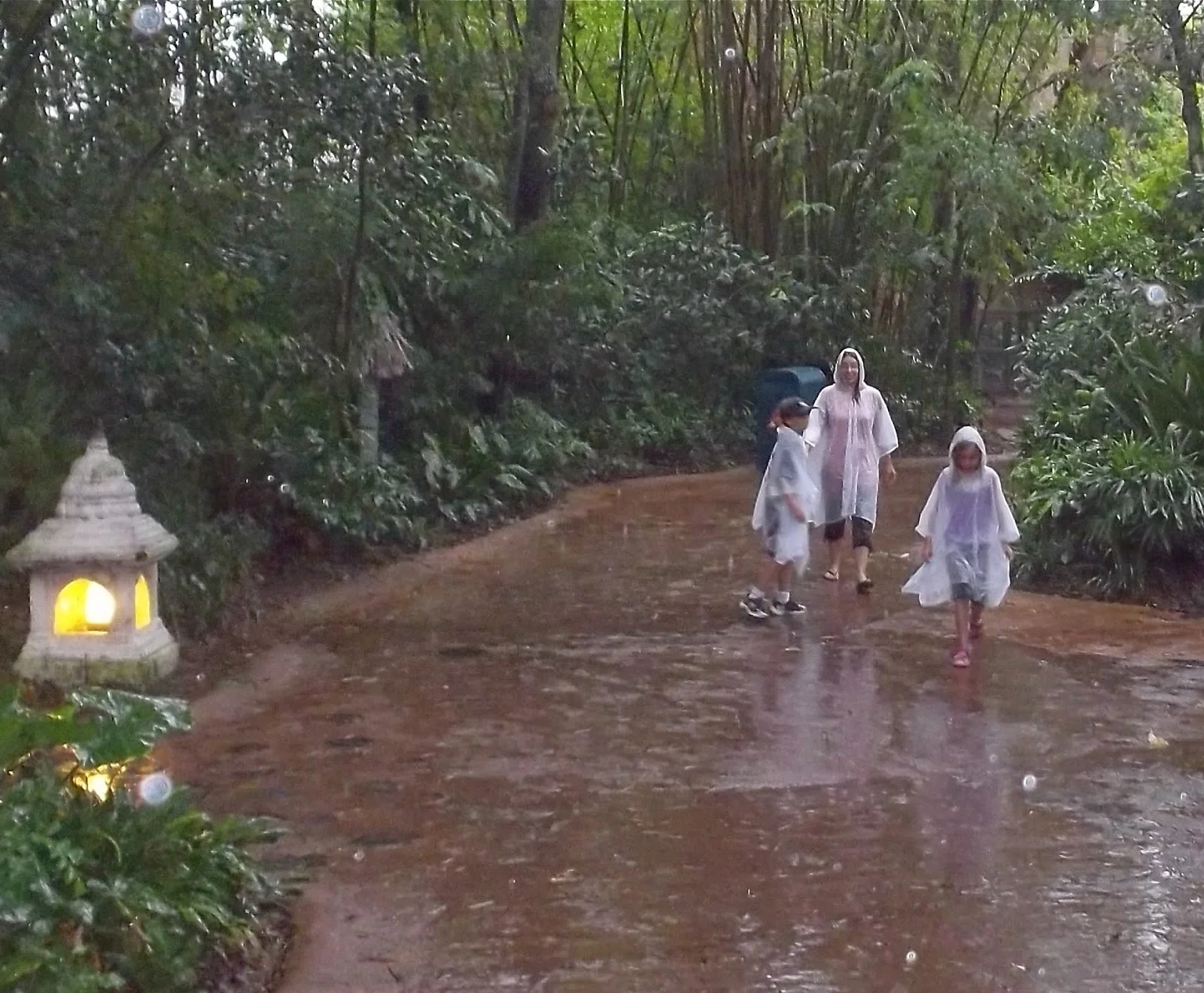 Animal Kingdom's organic pathways
