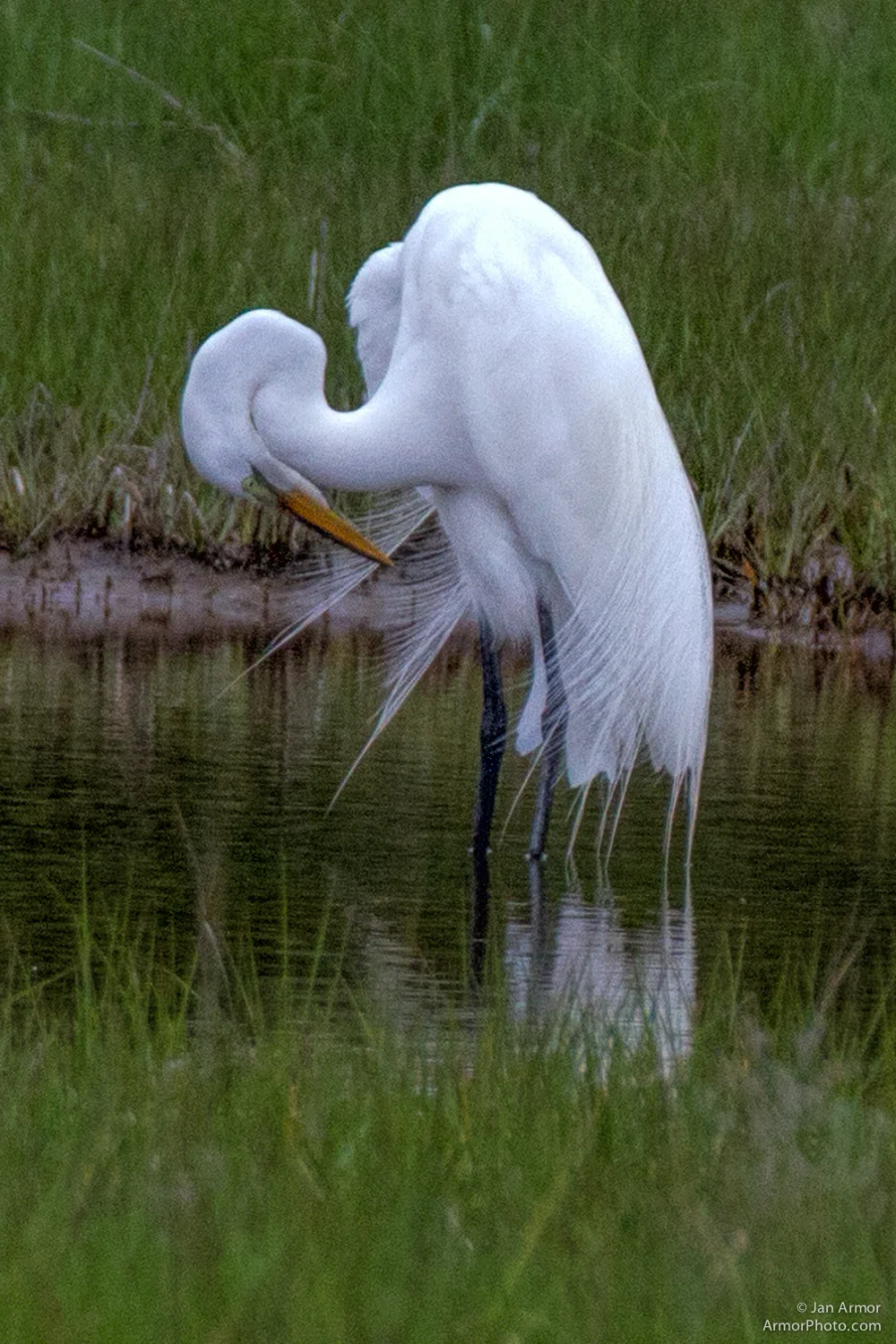 Snowy Egret preening