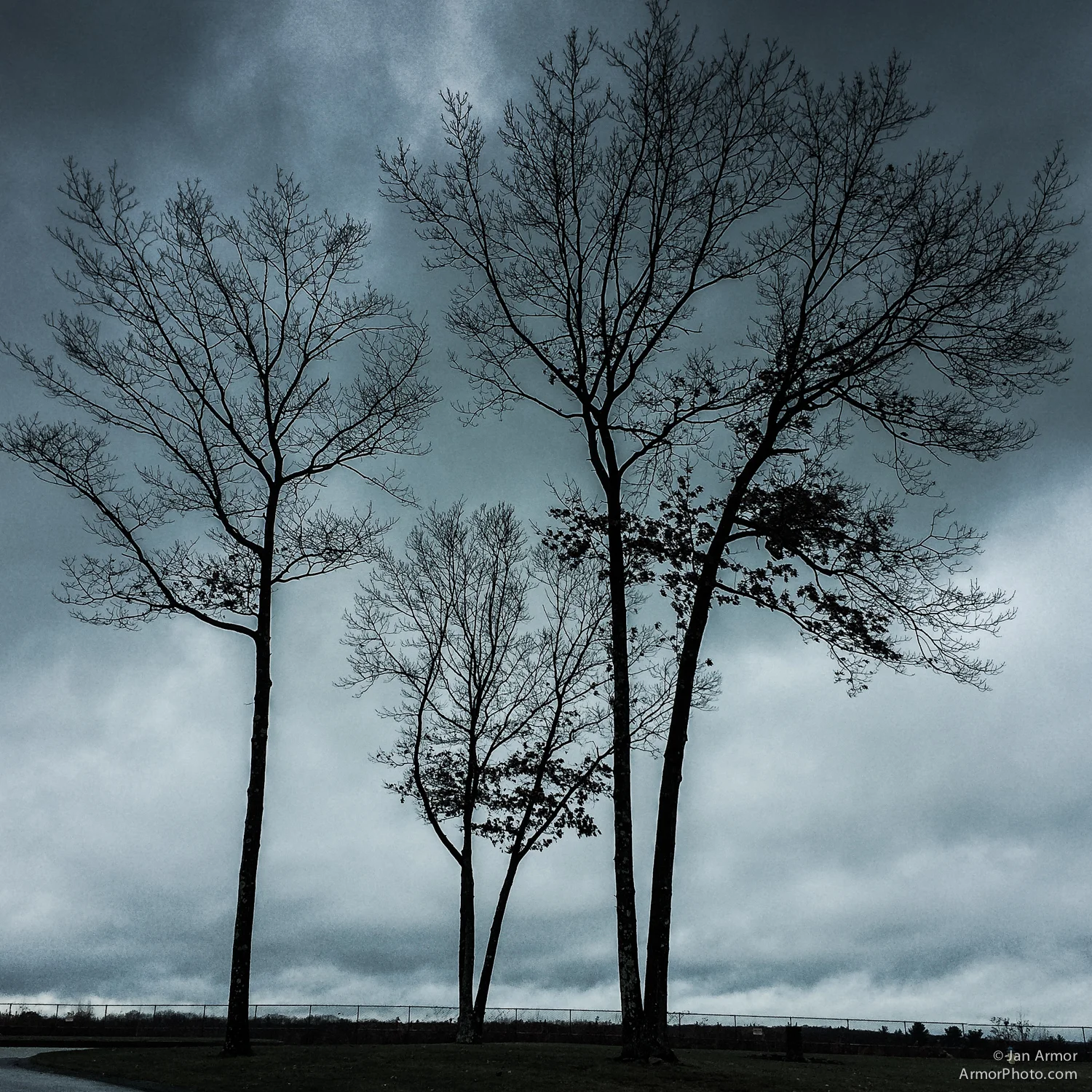Three Trees, 2013