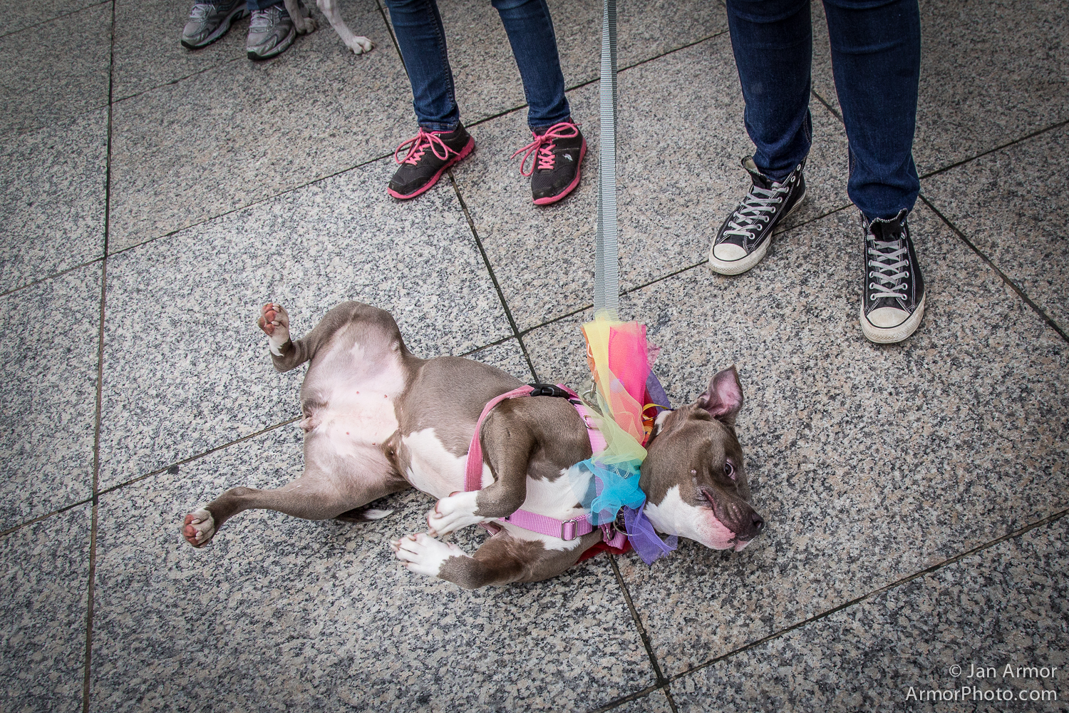 Boston Gay Parade