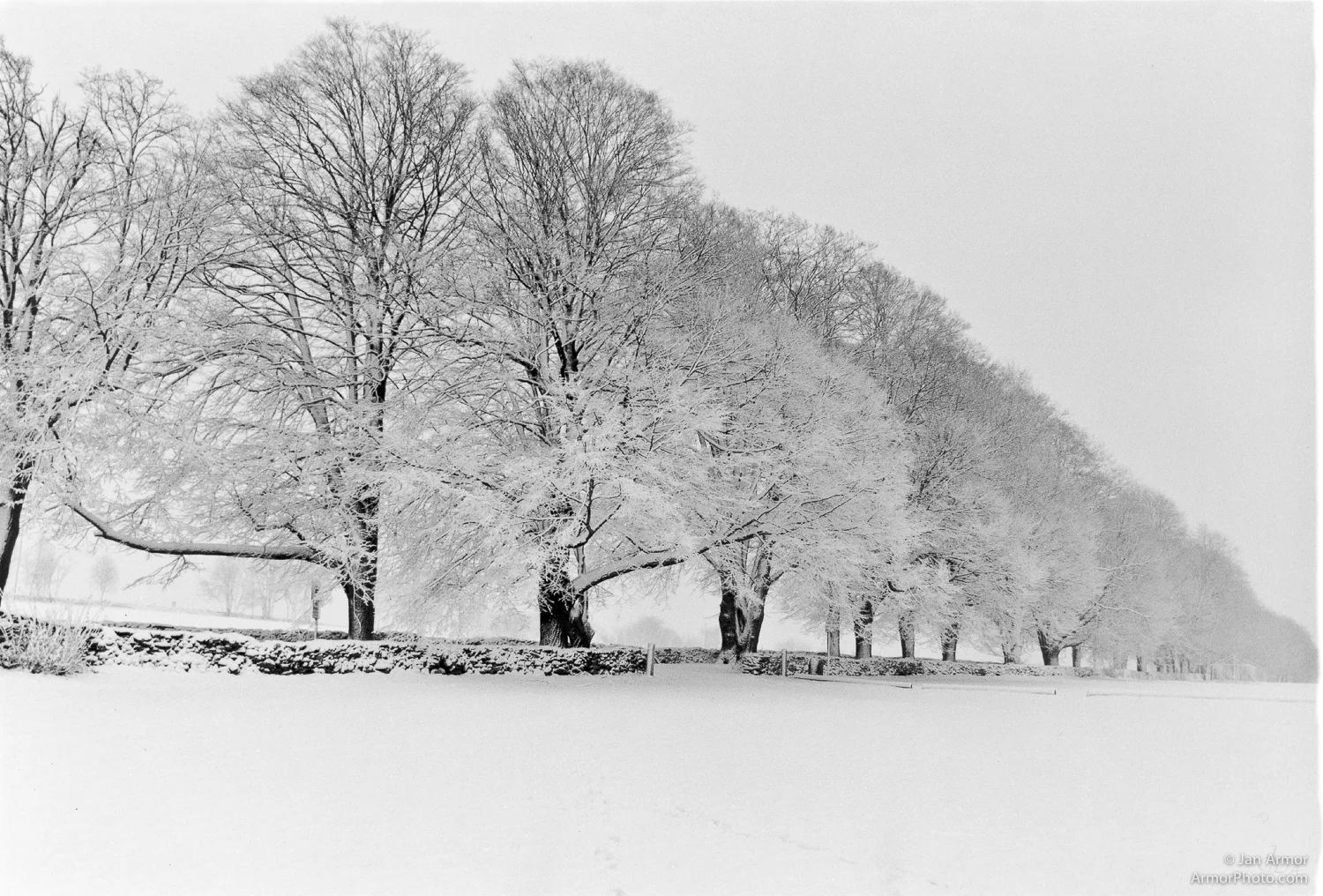 lindens_in_snow-final.jpg