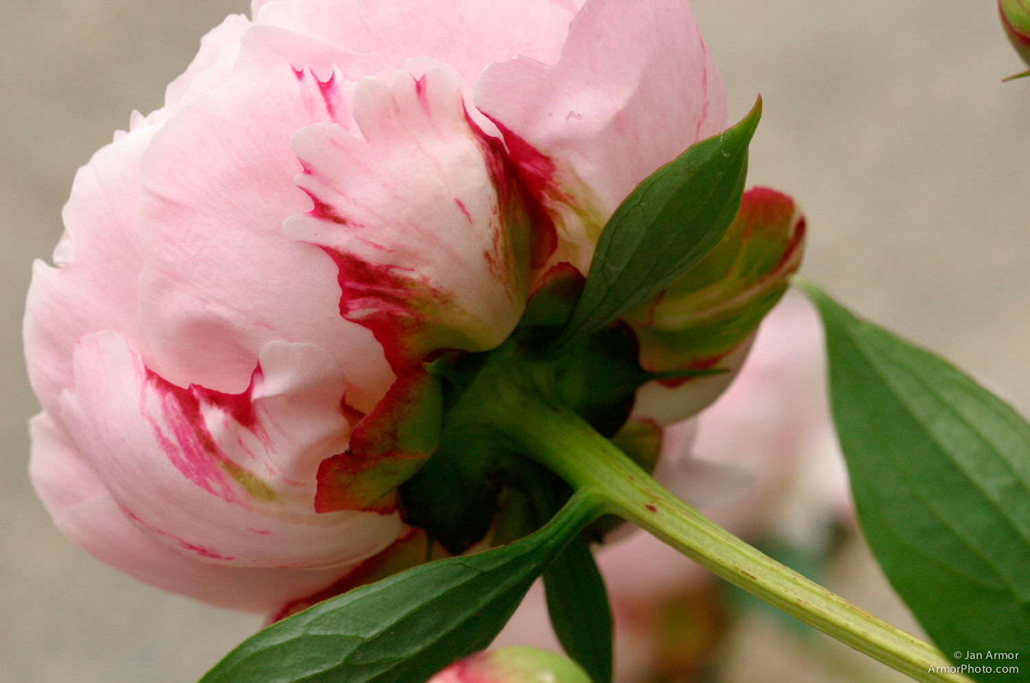 peoonie-1445.jpg