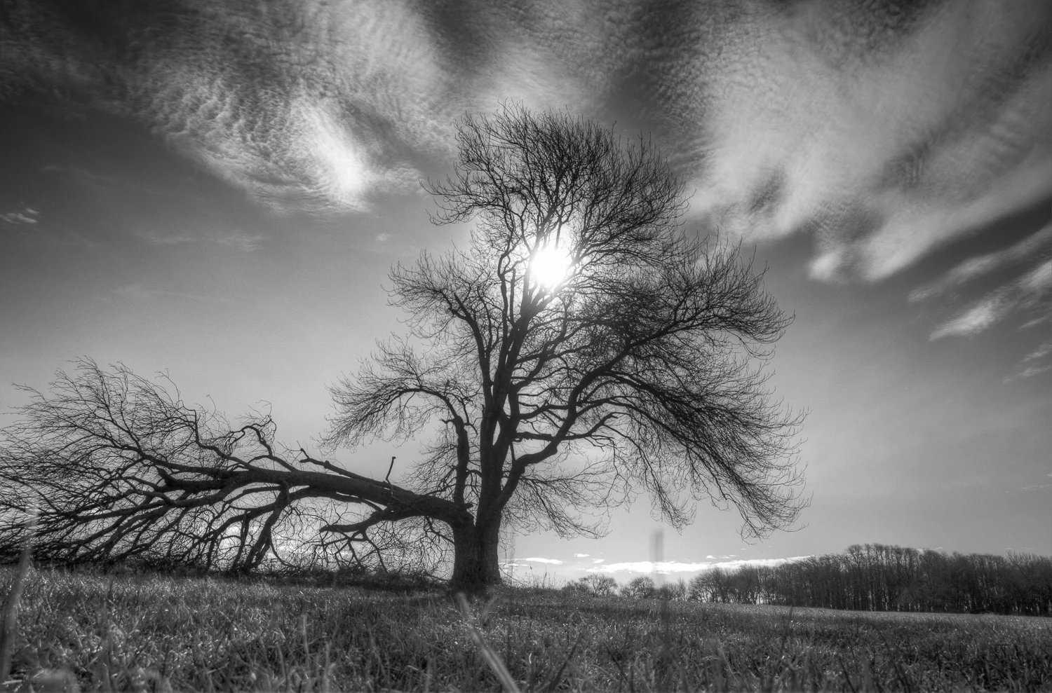The tree on Windmill Hill